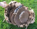 frelon asiatique (vespa velutina), nid avec lunettes en guise d'échelle